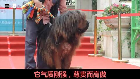 世界十大战斗力最强的狗狗 哔哩哔哩 世界十大战斗力最强的狗狗 哔哩哔哩