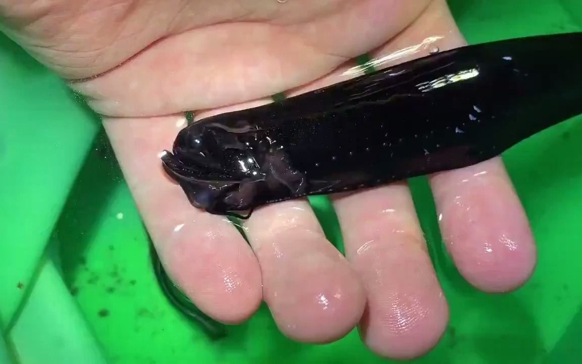 【搬运/あらかわ】巨口鱼的夸张嘴部结构