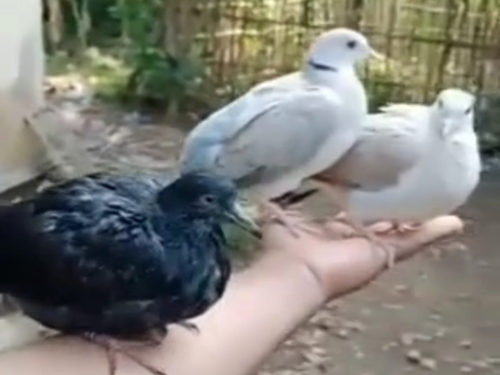 鸽子斑鸠杂交后代