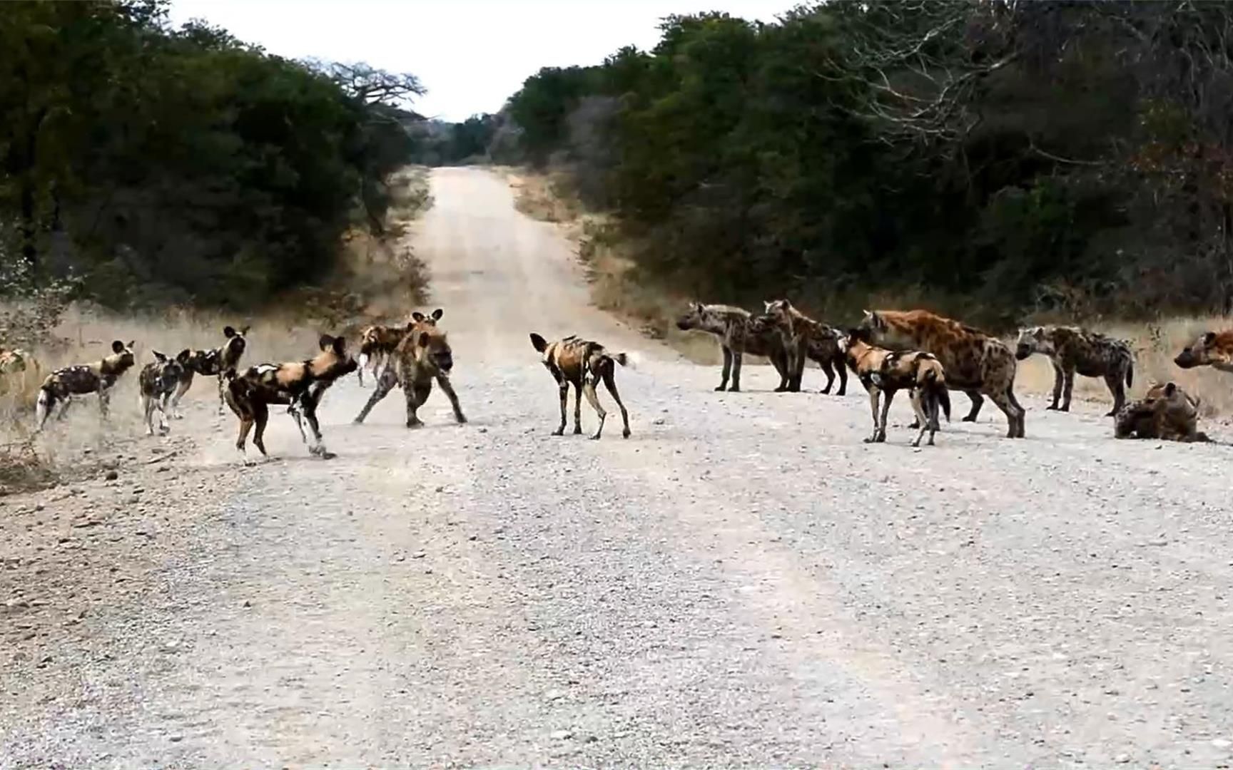 野犬群大战鬣狗家族,大规模群体性的猎场,输攻墨守旷日持久之争哔哩哔哩bilibili