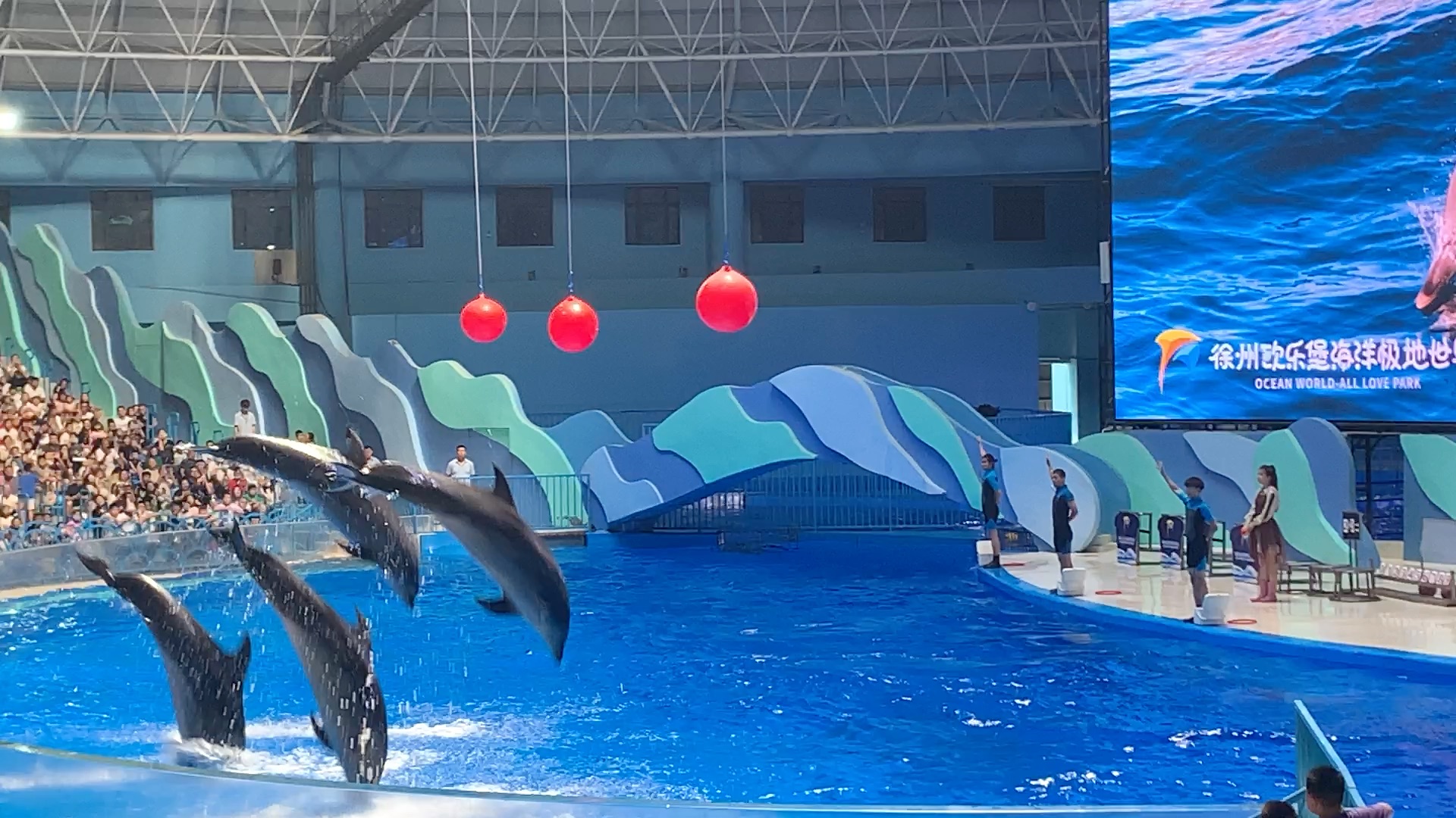 小海豚可太聪明了!