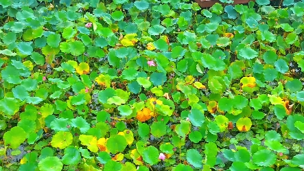 泰兴虹桥长江湿地公园