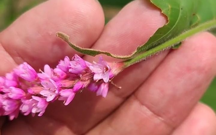 【植物科普】水红花子:蓼科植物红蓼的成熟果实.又称荭草.哔哩哔哩bilibili