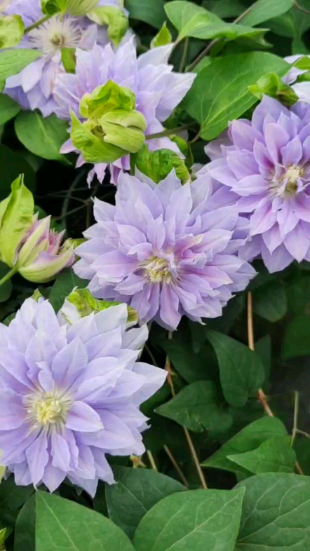 铁线莲钻石球重瓣铁线莲颜色比円空