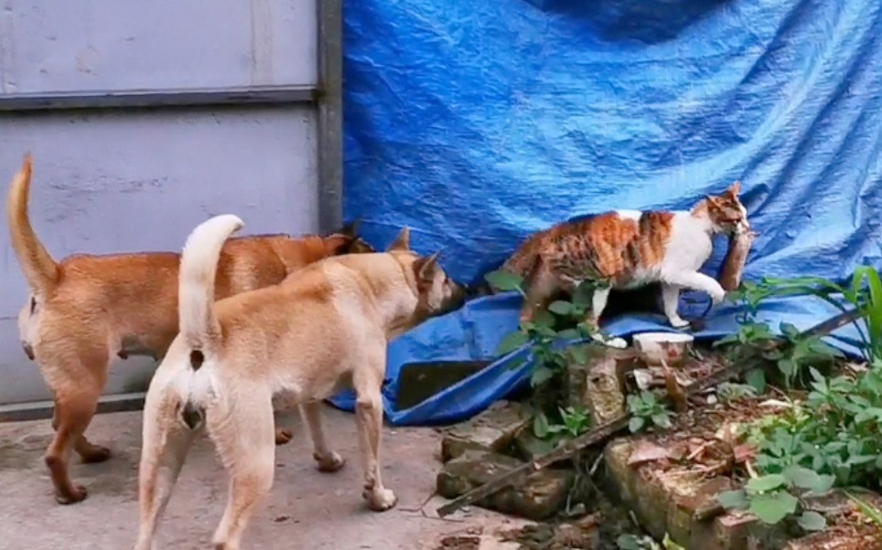 活动  猫捉老鼠,狗多管闲事真实上演!