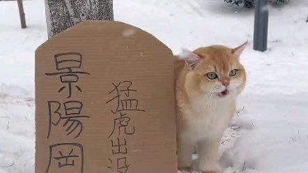 下雪了戶外注意飢寒交迫的老虎出沒 現代沒有武松