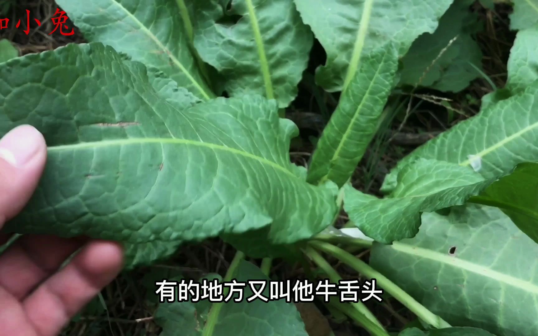 农村常见的野菠菜,这个妙用太好了,解决男女的烦恼哔哩哔哩bilibili