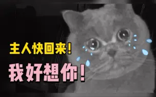 Download Video: 主人回家过年，猫猫对着监控流泪