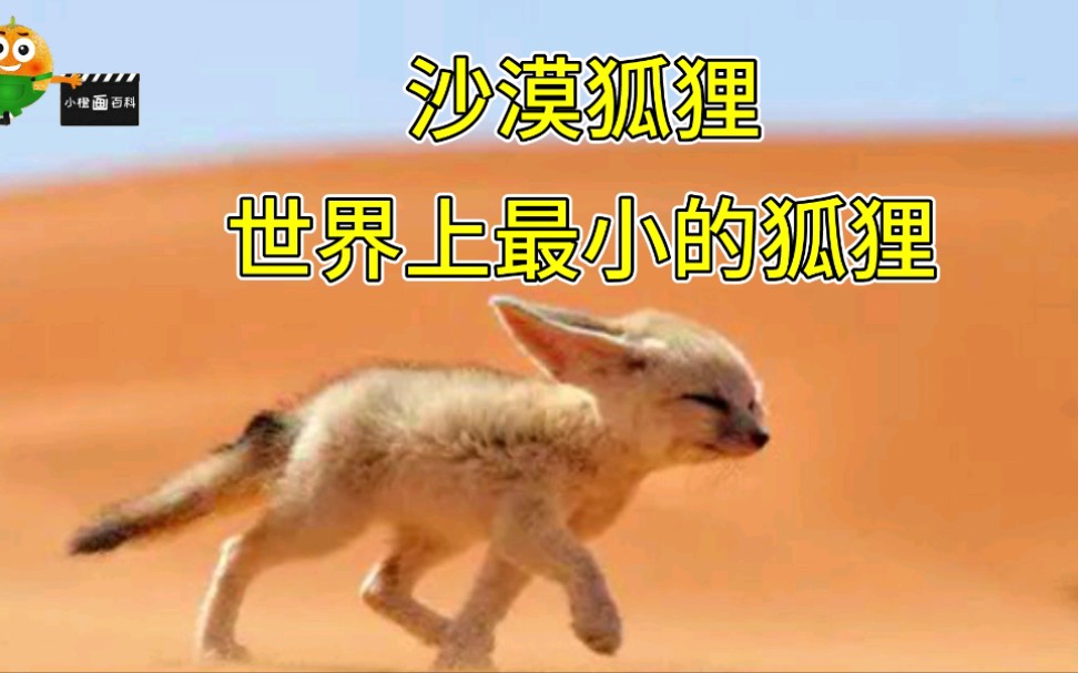 沙漠狐狸,世界上最小的狐狸哔哩哔哩bilibili