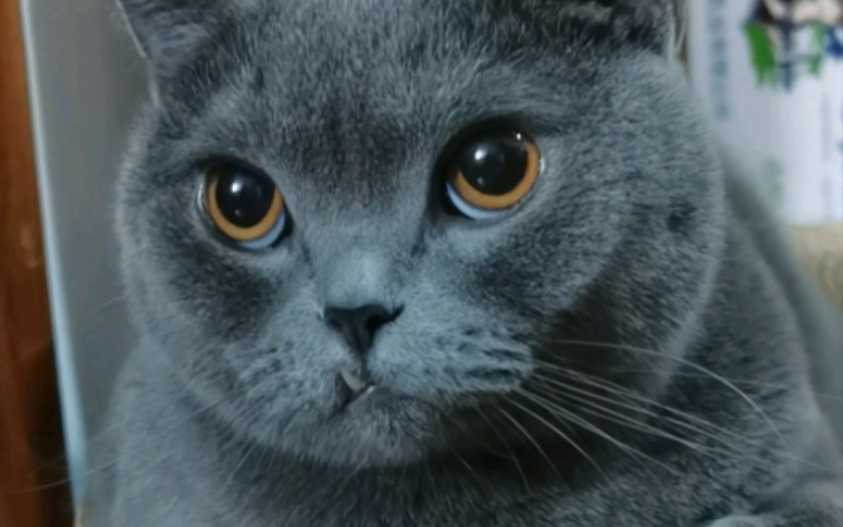 原来小猫咪也有眼白呀