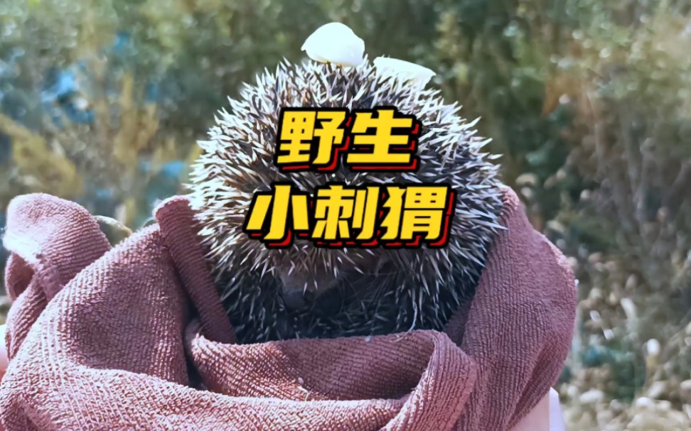 野生小刺猬