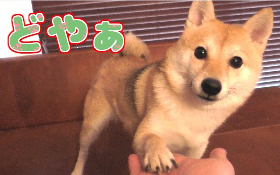 柴犬shibacha--学会了"握手"跟"在来一次"