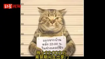 泰国猫咪因违反外出禁令被警方逮捕 网友：看表情就是社会猫