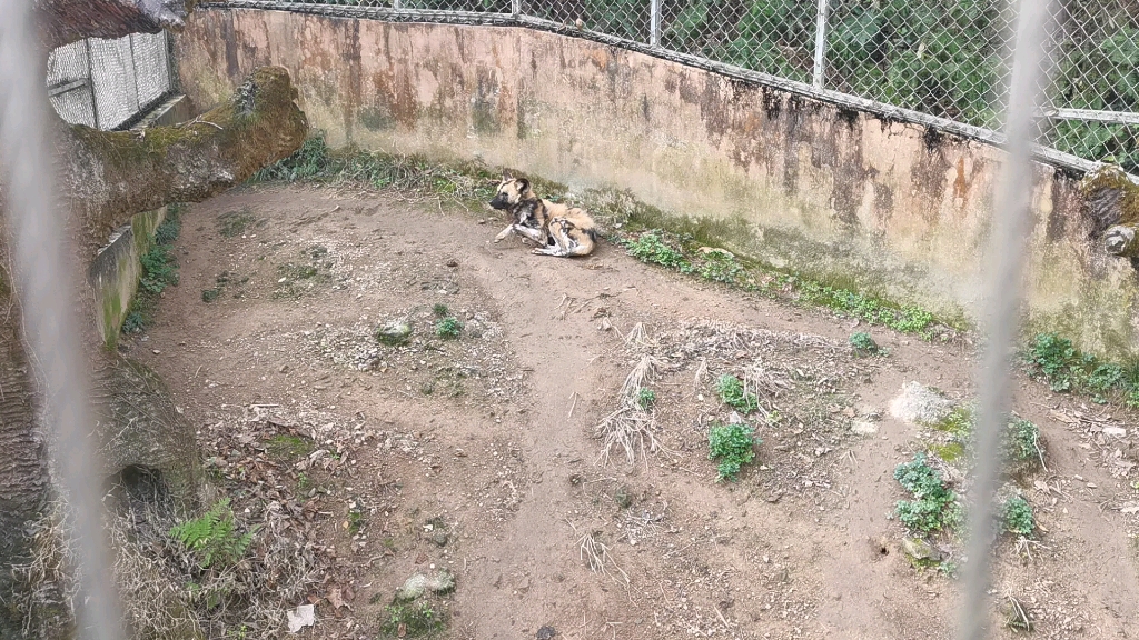 [图]宁波野生动物园最后一只非洲野犬