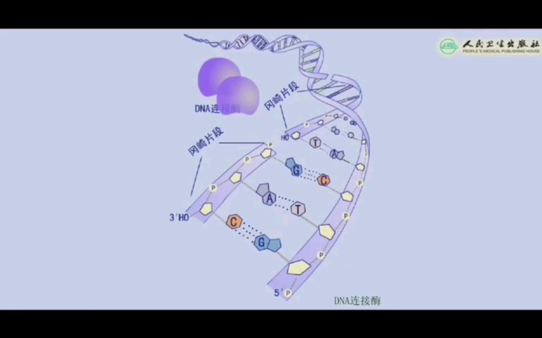 【生物化学与分子生物学】dna连接酶