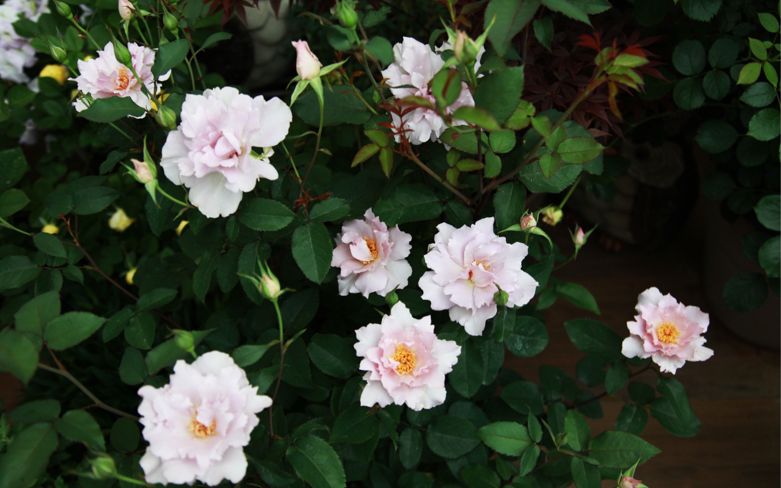 非常有辩识度的一款月季-玫瑰时装