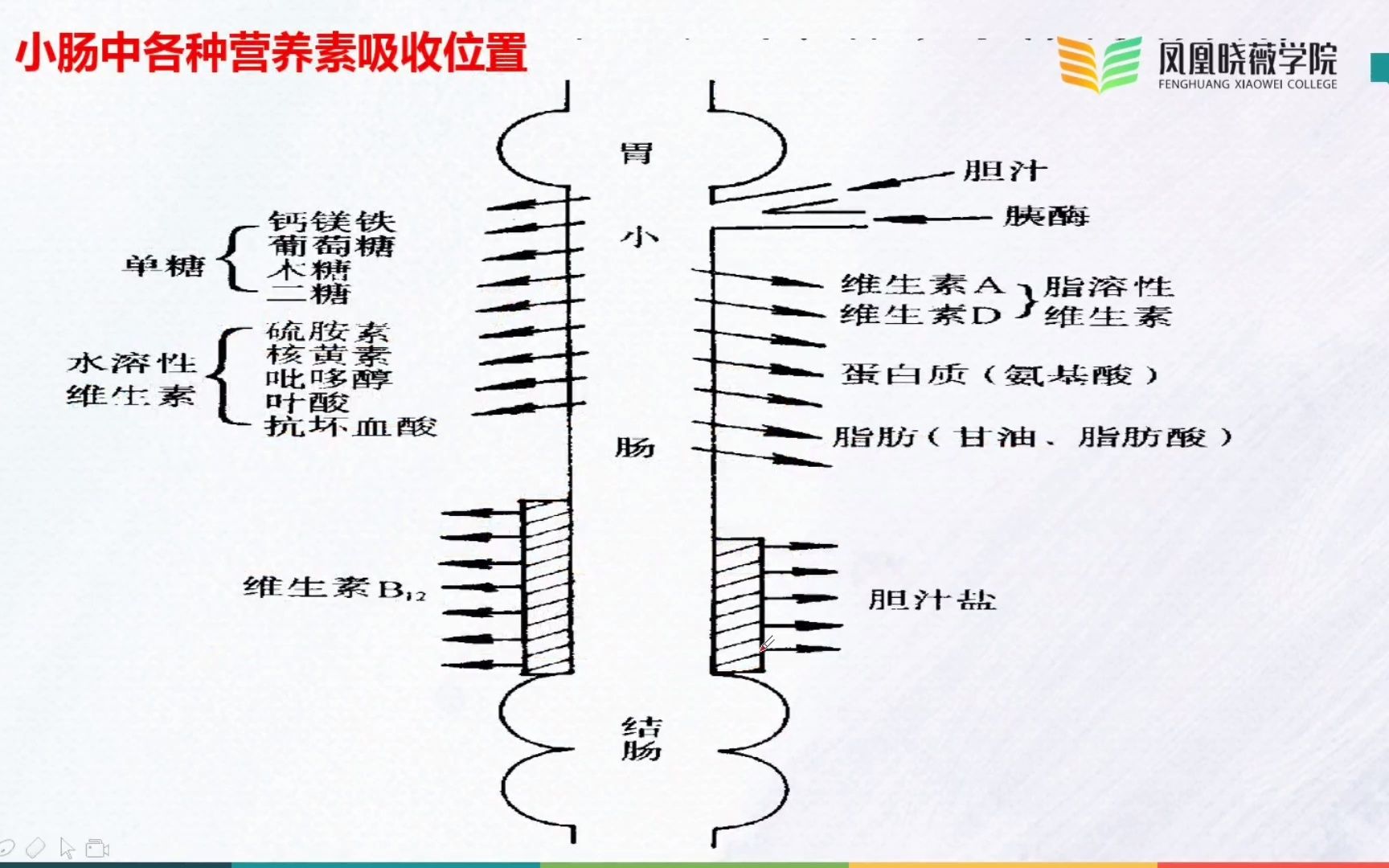 [图]江苏专转本 食品类-食品营养学《营养素的吸收》