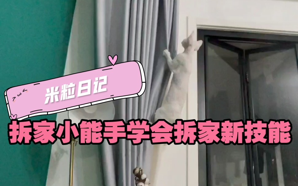 活动  【米粒日记】拆家小能手新技能get成攀岩冠军