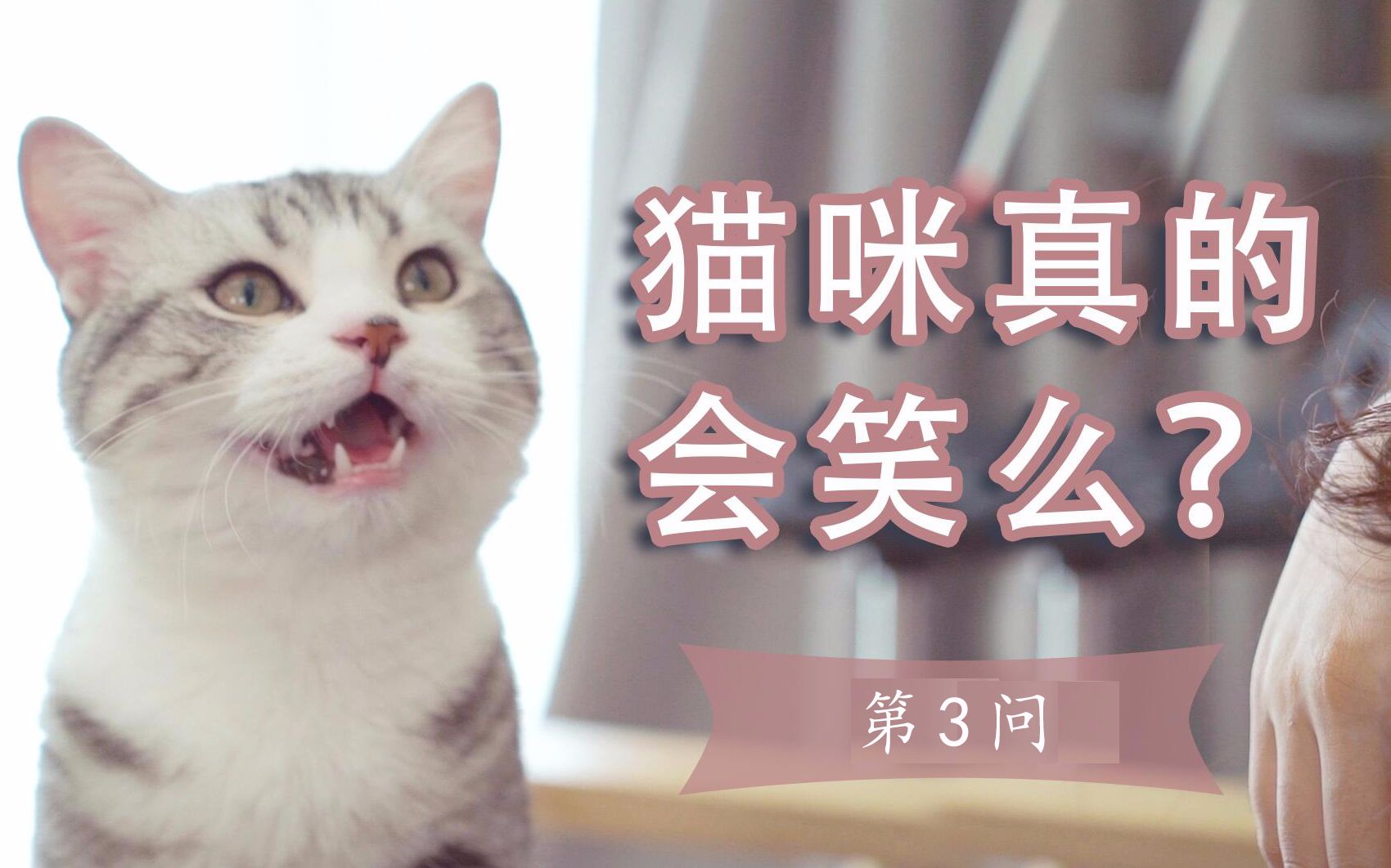 喵喵第三问!猫咪真的会笑么?怎样才能让猫咪学会微笑?哔哩哔哩bilibili