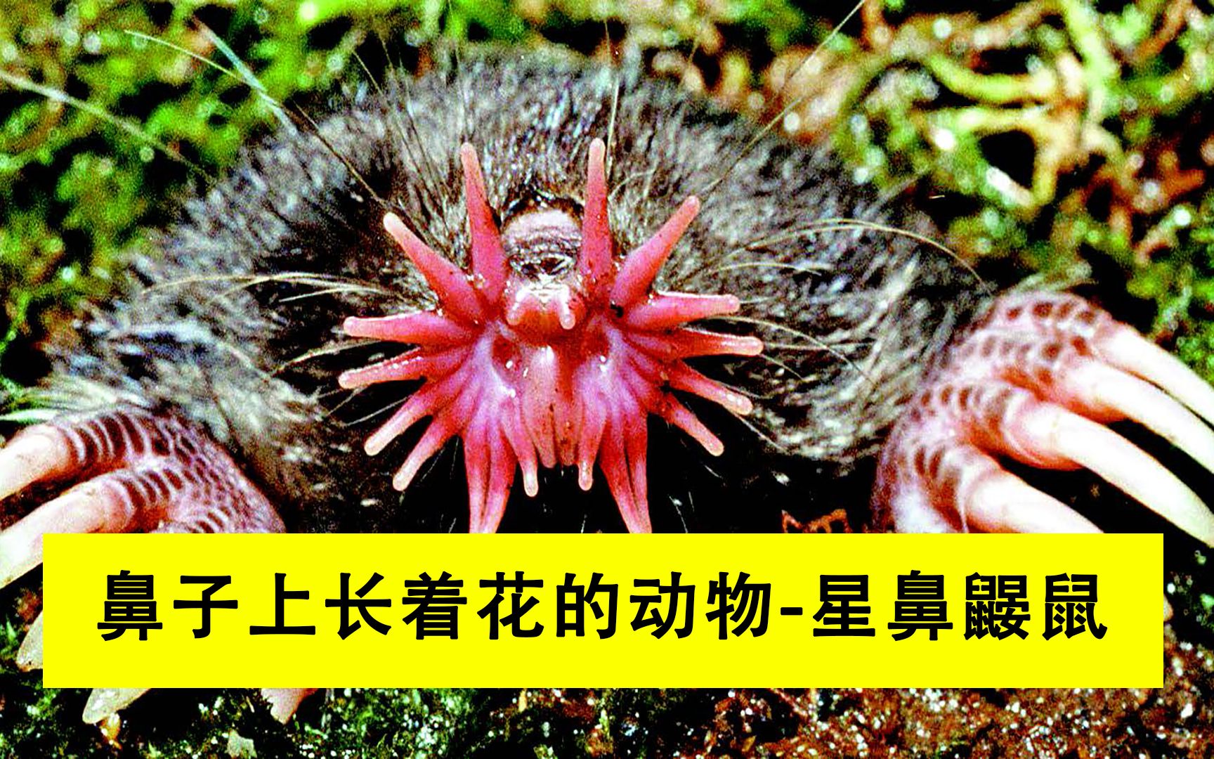 鼻子上长着花的奇葩动物-星鼻鼹鼠,简直丑出了新高度_哔哩哔哩 (゜-゜