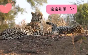 Descargar video: 豹妈妈和自己宝宝的可爱一天：抱头杀 V.S. 逗猫棒，谁会赢呢？