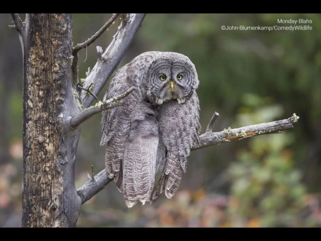可爱的动物表情包