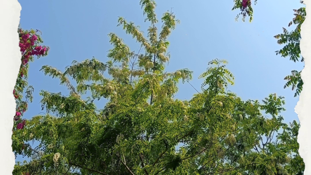 绿树阴浓夏日长
