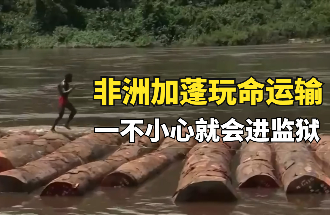 非洲加蓬玩命道路,木材水路运输月薪5千4,一不小心就得进监狱哔哩哔哩bilibili