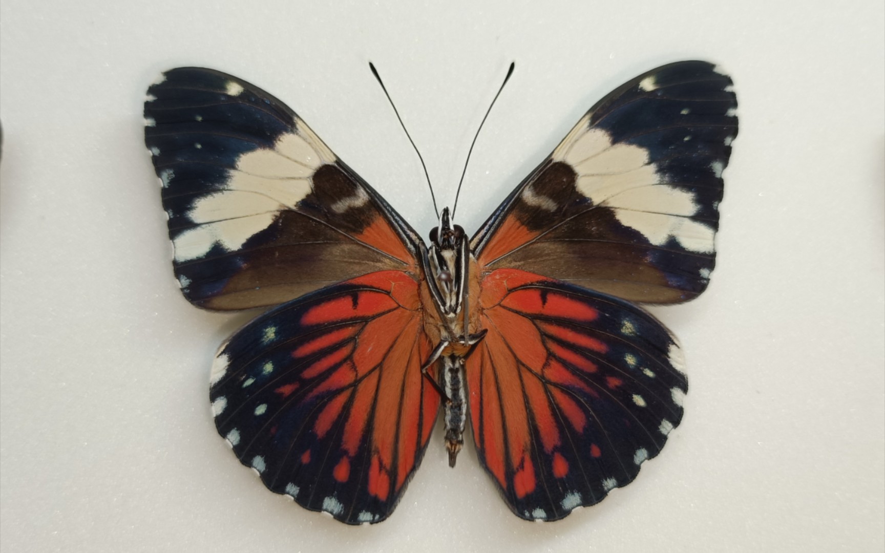 蛤蟆蛱蝶/艺神袖蝶/礼花蚬蝶标本拆针