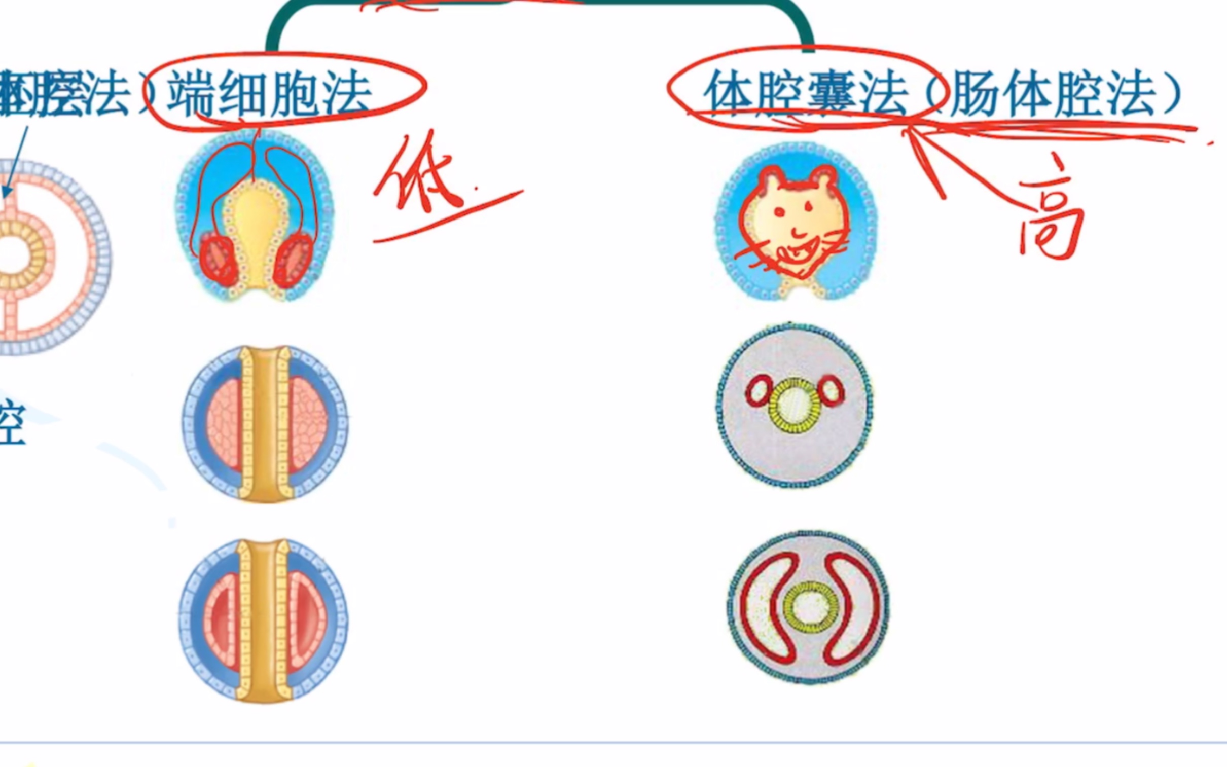 [图]《普通动物学》2多细胞动物早期胚胎发育（面向本科的导学课）