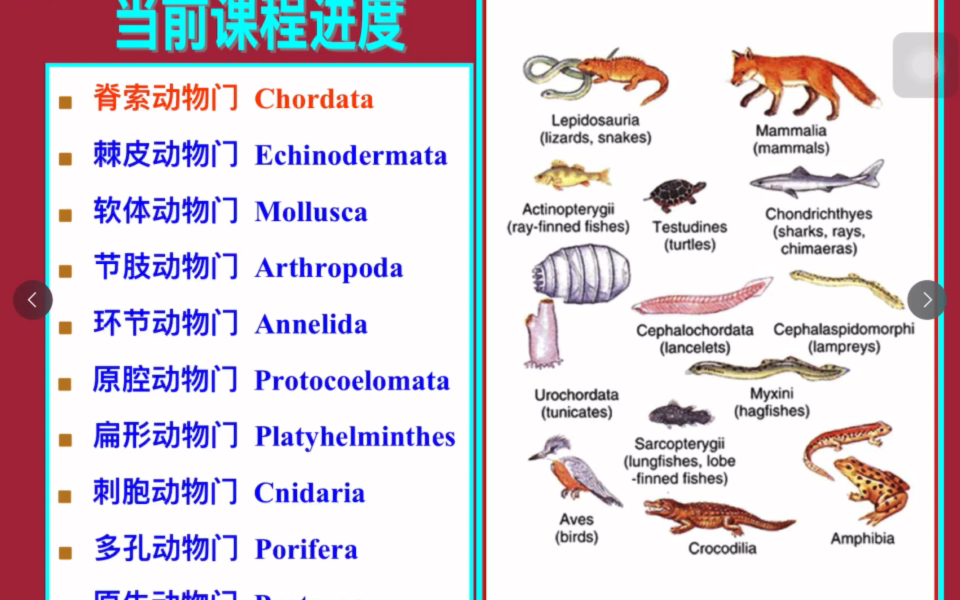 2022《普通动物学》12脊索动物门