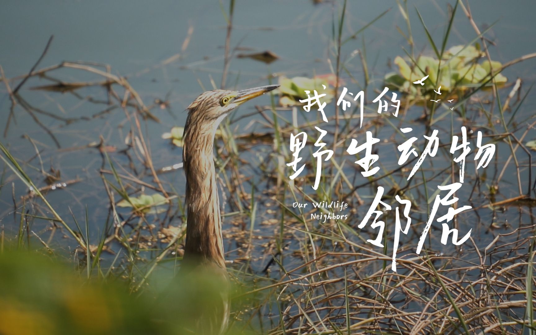 【engsub】我们的野生动物邻居 our wildlife neighbours