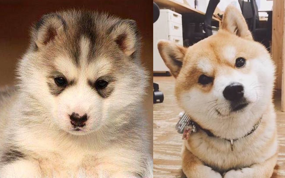 【柴哈组】【吕归尘&范闲】《九州·庆余年》