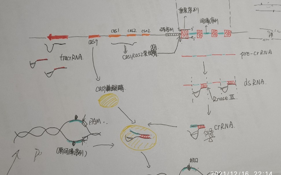 【生物化学与分子生物学】CRISPR/cas9系统的原理、基因编辑技术的原理——原核生物是怎样抵抗外源遗传原件入侵的.哔哩哔哩bilibili