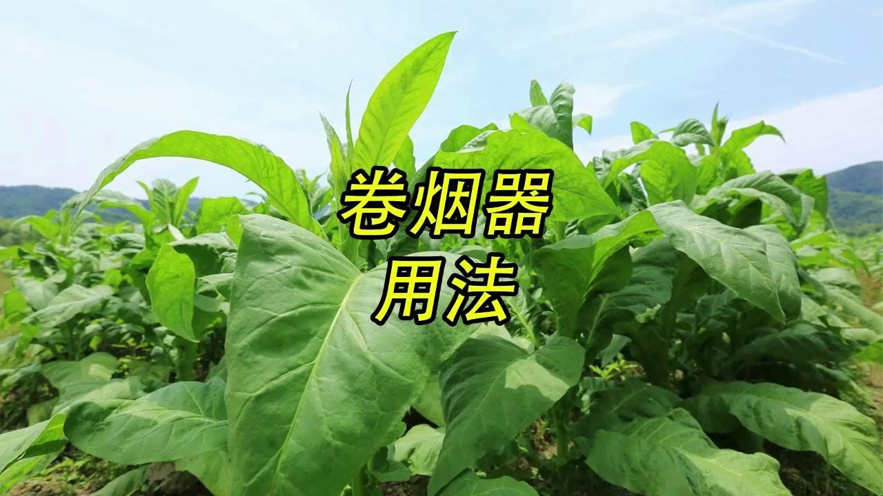 5 卷烟器用法哔哩哔哩bilibili