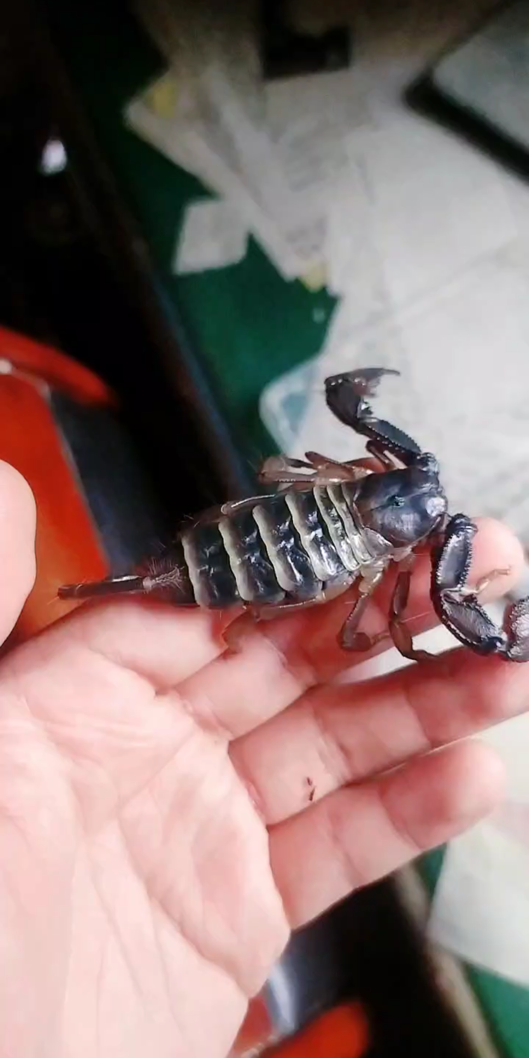 上手斑马扁石蝎