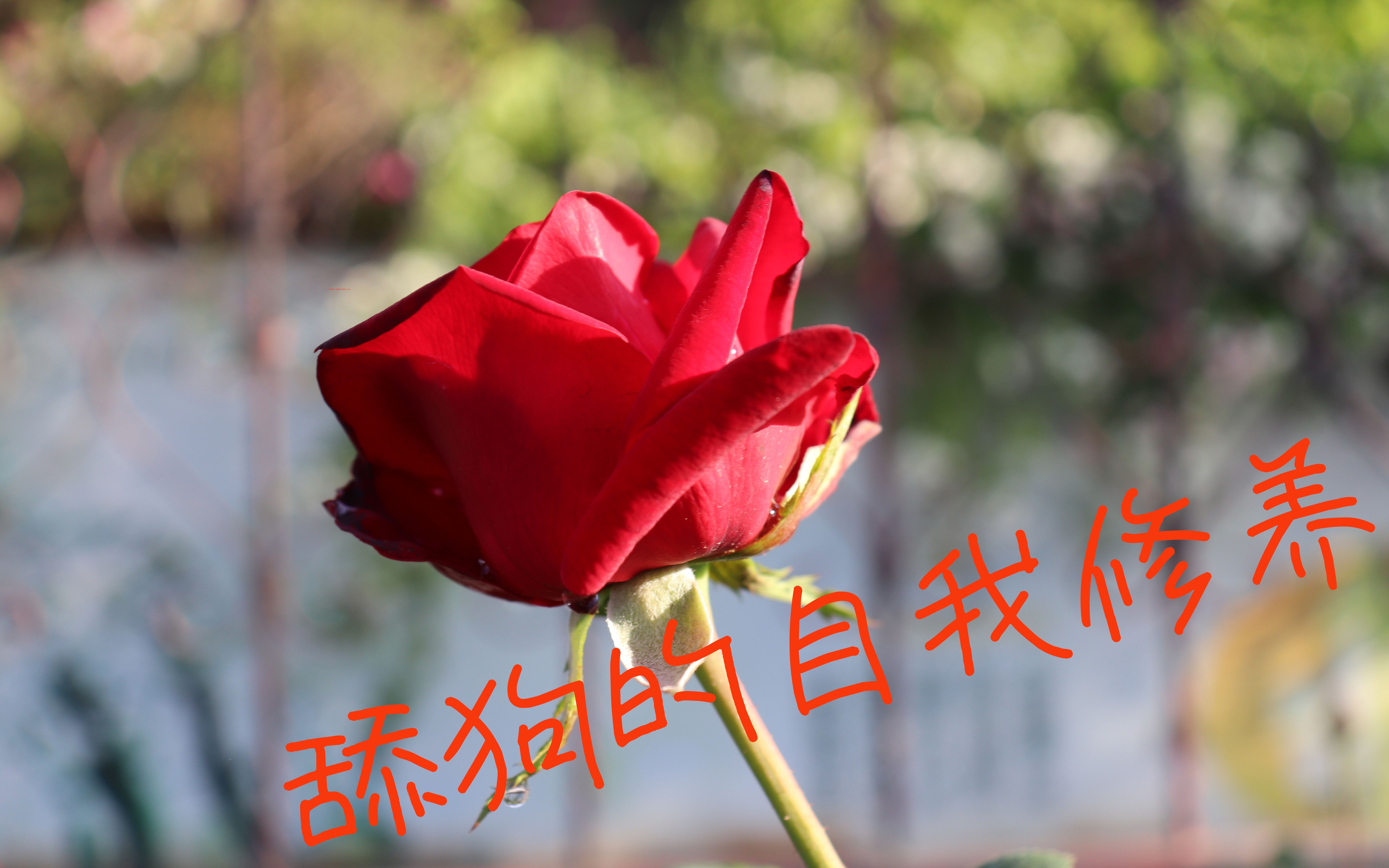 论舔狗的自我修养