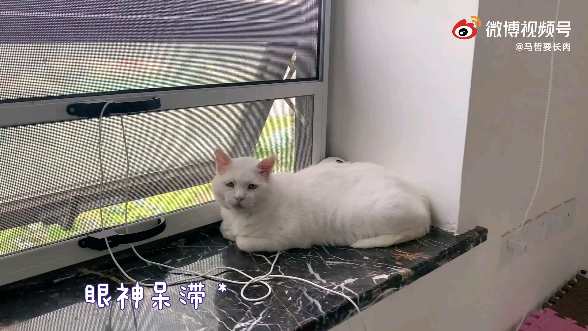 【马哲】哲哥养猫猫了!哔哩哔哩bilibili