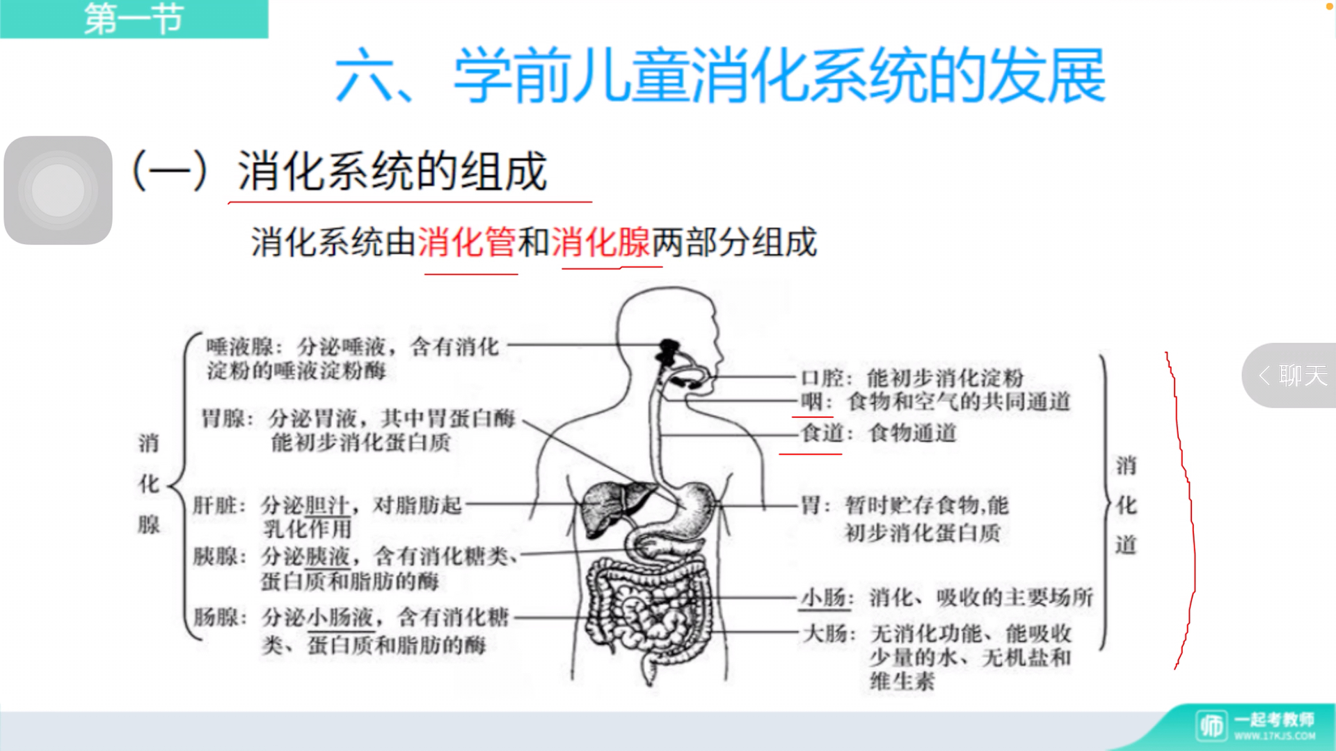 [图]第一节 幼儿身体各系统各器官的生长发育特点与卫生保健（11.12）