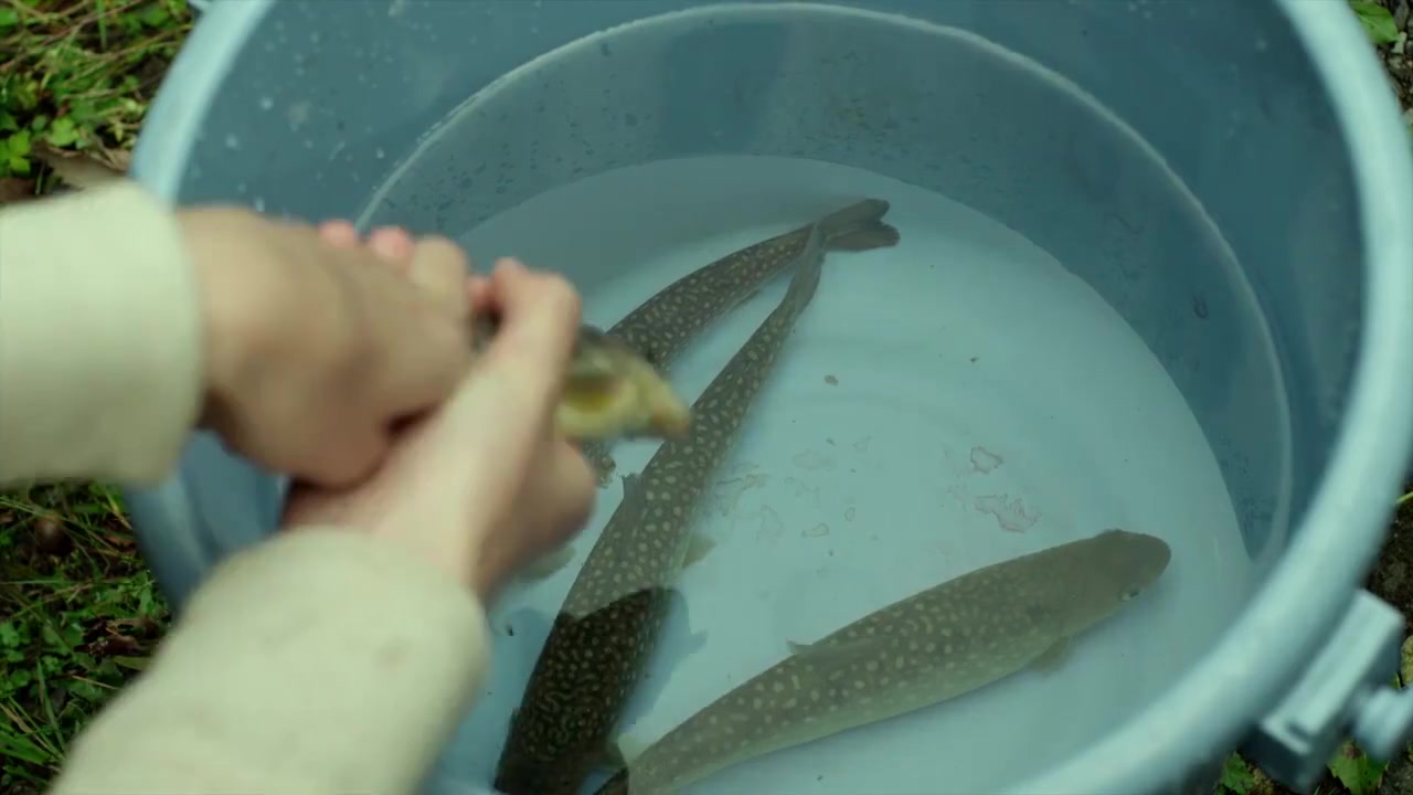 小森林夏秋篇美食合集