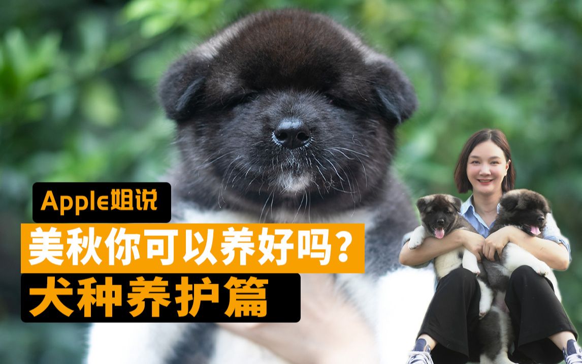 美国秋田犬你可以养好吗?哔哩哔哩bilibili