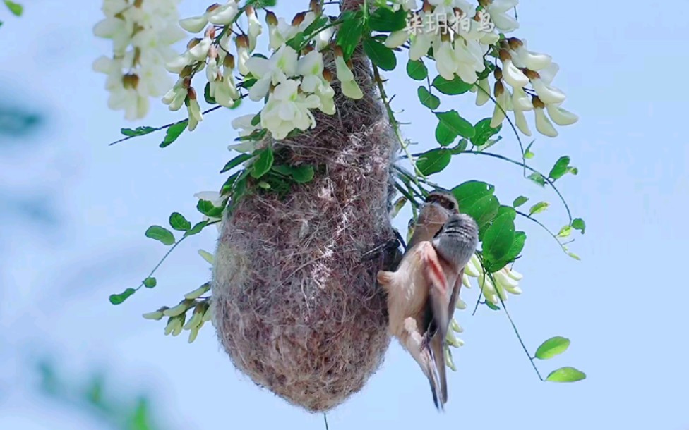 我和你荡秋千,荡到那天外边#槐花版中华攀雀筑巢#五一假期#野生鸟类