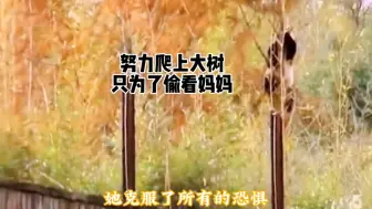 Video herunterladen: 看见现在的他，我们很欣慰，想起以前的他，我们潸然泪下，忍住眼泪看完吧