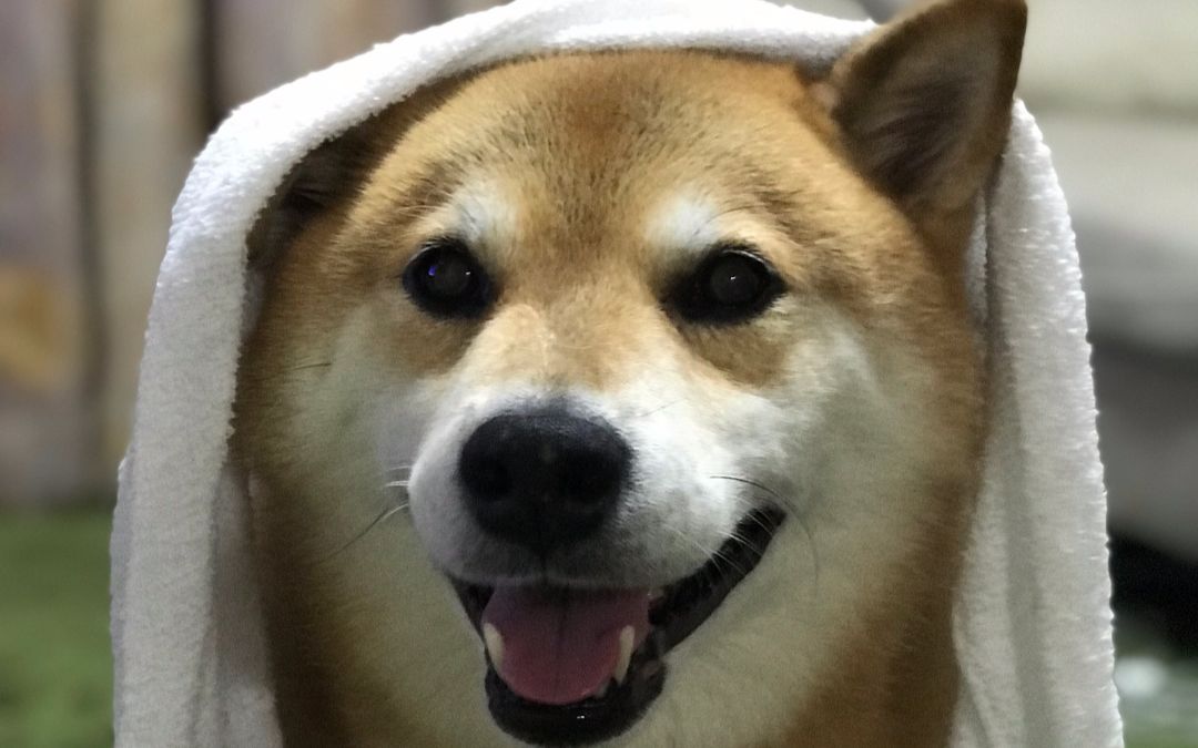 [柴犬maru的日常]毛毛淋湿了如果不好好擦干的话是会感冒的哟(`ω)