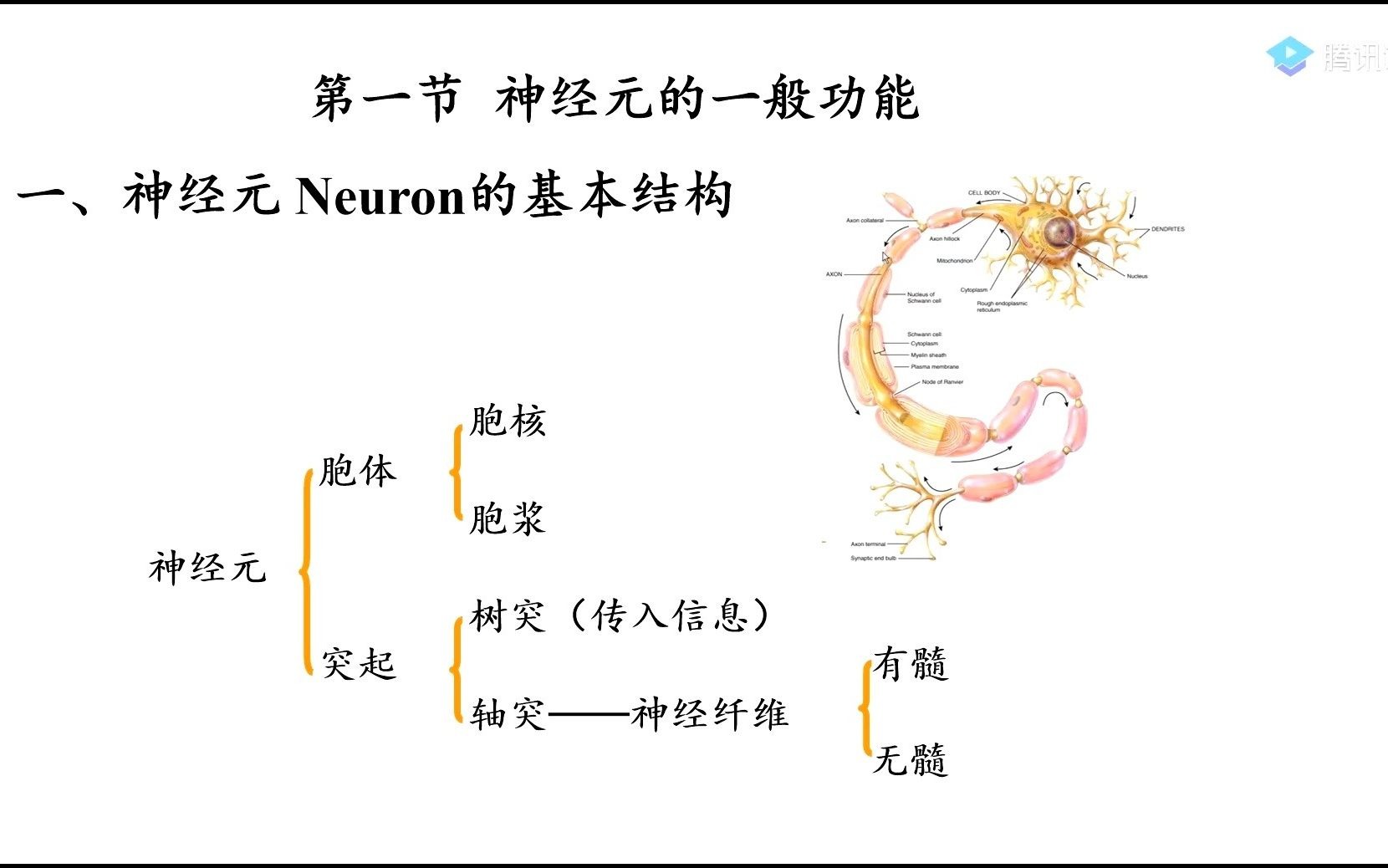 【三层次】神经系统突触哔哩哔哩bilibili