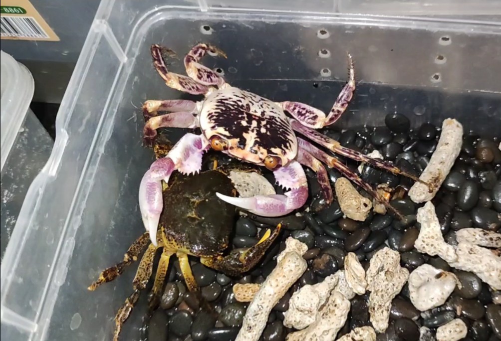 【碾碎】格雷陆方蟹激战平原龙溪蟹