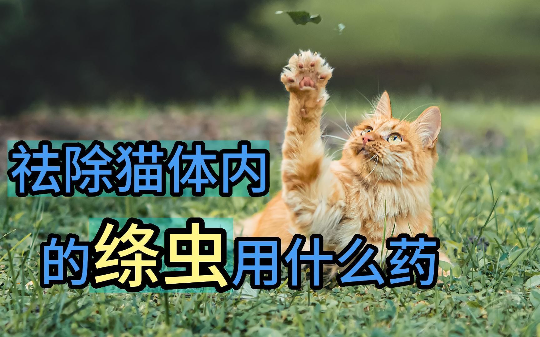 祛除猫体内的绦虫用什么药