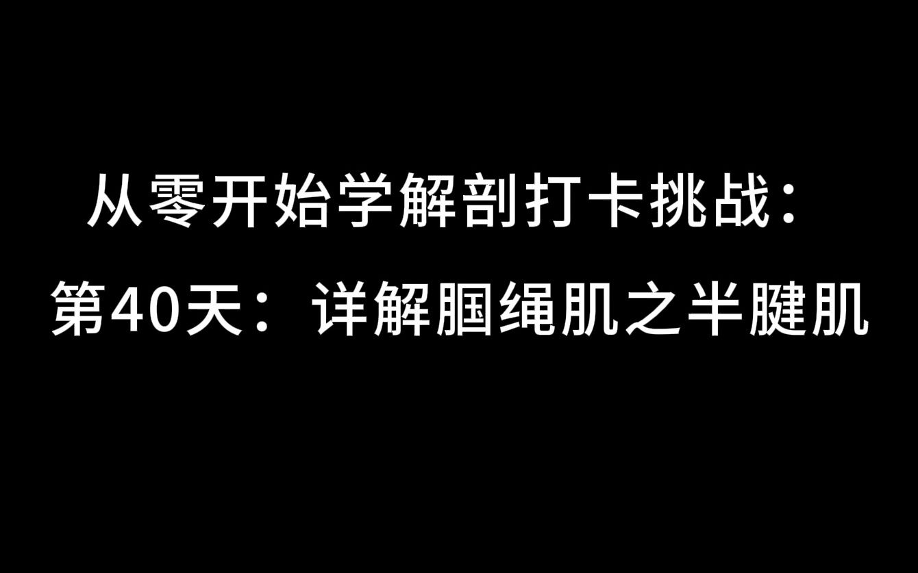 从零开始学解剖打卡挑战:第40天:详解腘绳肌之半腱肌哔哩哔哩bilibili