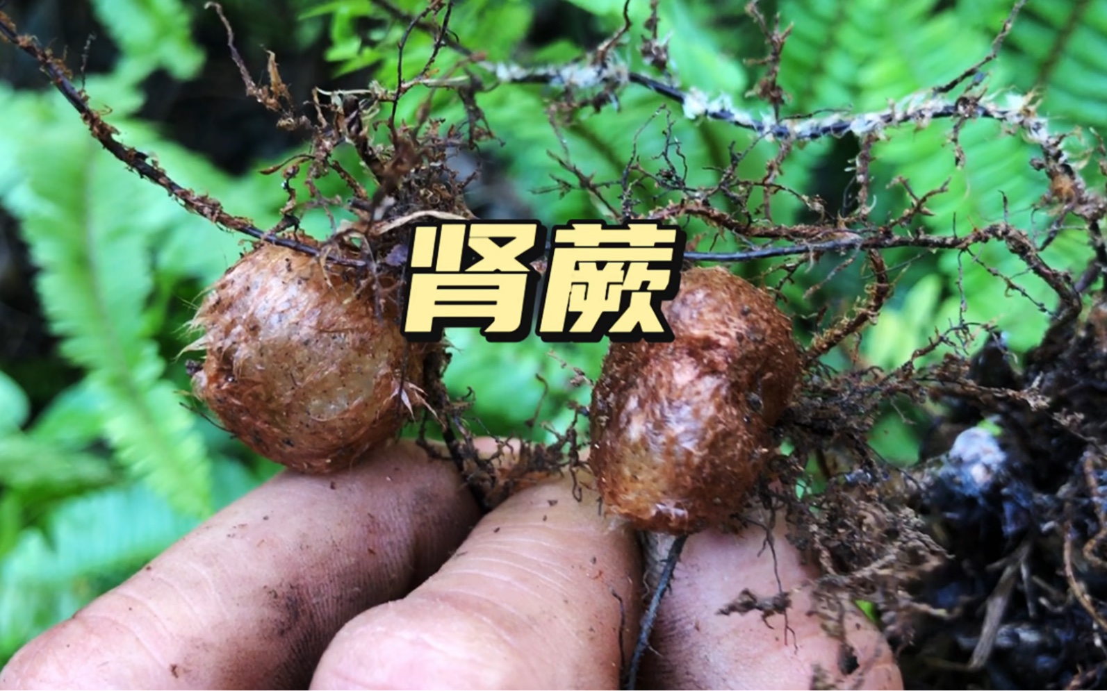 植物科普知识——肾蕨哔哩哔哩bilibili