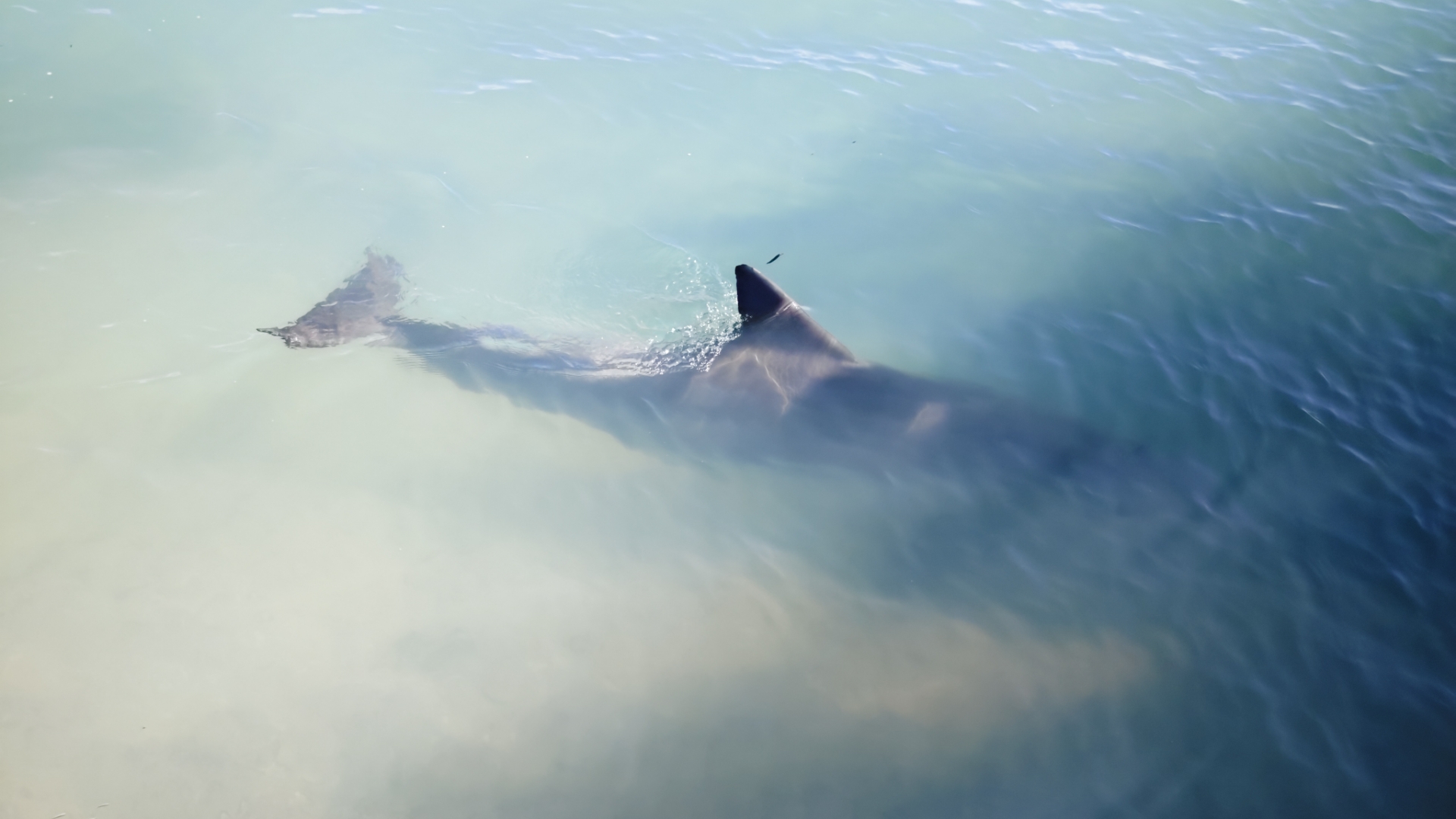 shark bay 风光无限 近距离观看海豚 shell beach 美轮美奂哔哩哔哩bilibili